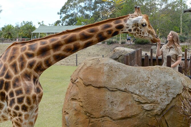 Australia Zoo Transfer from Noosa and Sunshine Coast - A Noosa-to-Australia Zoo day plan that runs on time