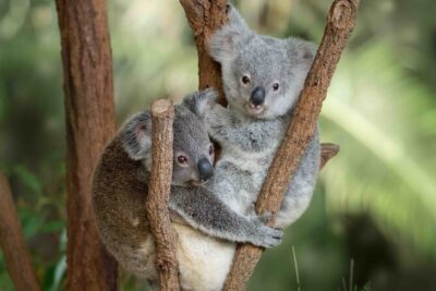 Australia Zoo Transfer from Noosa and Sunshine Coast - Hotel pickup across the Sunshine Coast: where the bus meets you