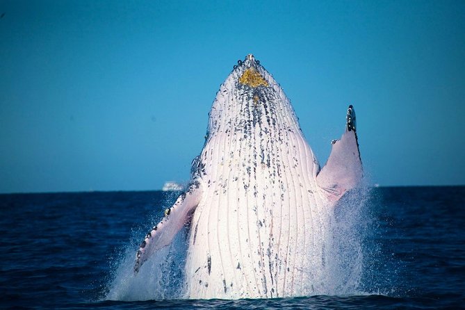 Australia Zoo Transfer from Noosa and Sunshine Coast - Making the most of zoo time: shows, animals, and pacing