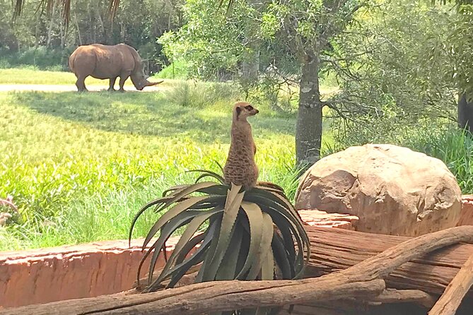 Australia Zoo Transfer from Noosa and Sunshine Coast - Price and value: is $96.83 a fair deal for this setup?