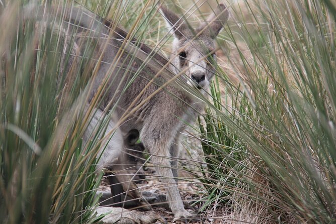 Australian Experience at Werribee Open Range Zoo - excl. entry - Why this 30-minute guided Australian Trail works (even if you’re short on time)