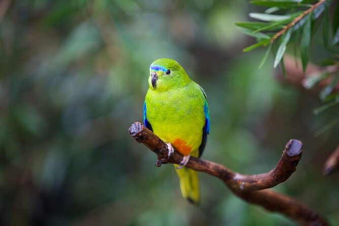 Australian Experience at Werribee Open Range Zoo - excl. entry - What the ranger-led tour actually feels like during the Australian Trail