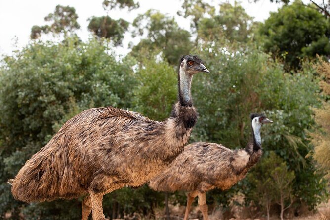 Australian Experience at Werribee Open Range Zoo - excl. entry - Is this worth $42.32? A value check for a guided animal encounter