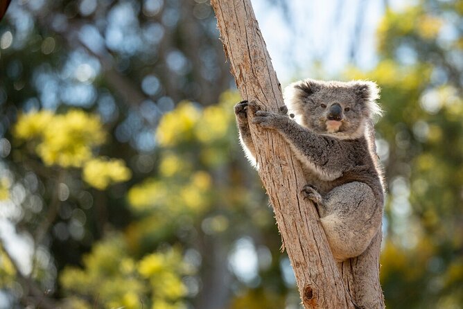 Australian Experience at Werribee Open Range Zoo - excl. entry - Your koala and kangaroo highlight route at Werribee