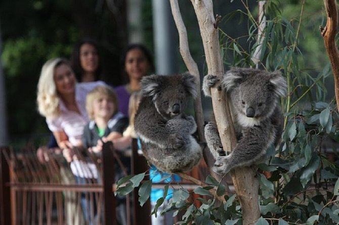 Australian Wildlife Tour at Melbourne Zoo Ticket - excl. entry - Key takeaways before you go