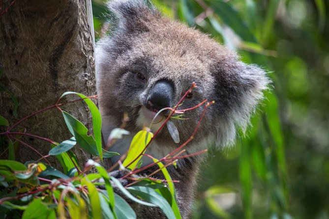 Australian Wildlife Tour at Melbourne Zoo Ticket - excl. entry - Practical tips so you get the most out of 45 minutes
