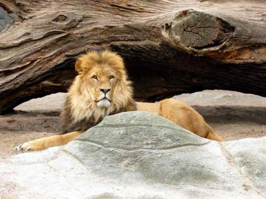 Bali: Safari Zoo and Ubud Palace and Market Day Tour - How this 9-hour Bali plan keeps the day from feeling rushed