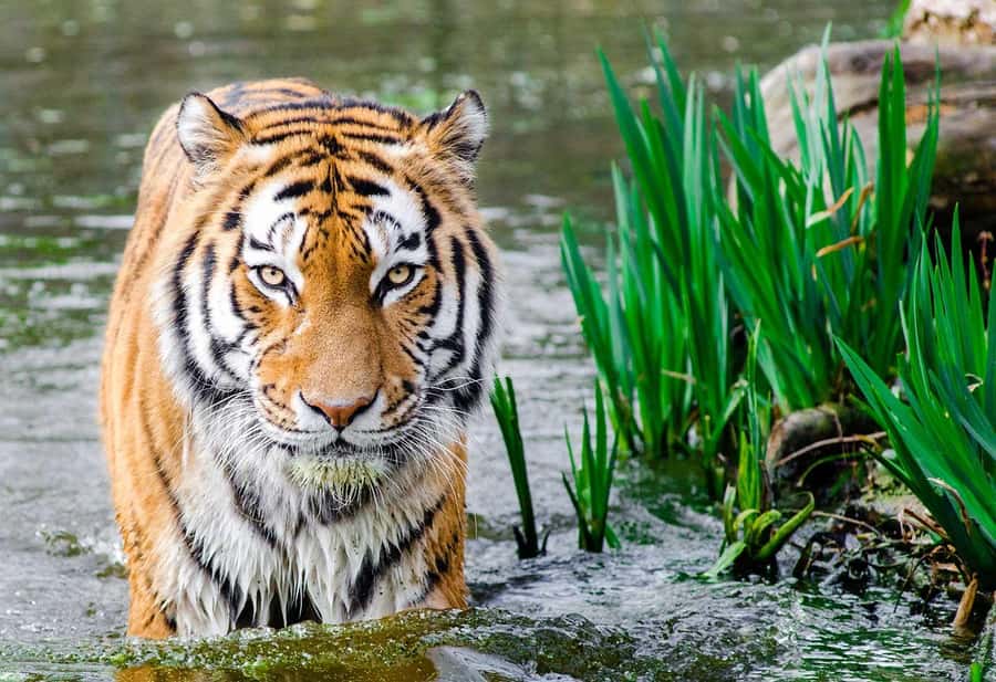 Bali: Safari Zoo and Ubud Palace and Market Day Tour - From safari to Ubud: private AC and English driver = real stress relief