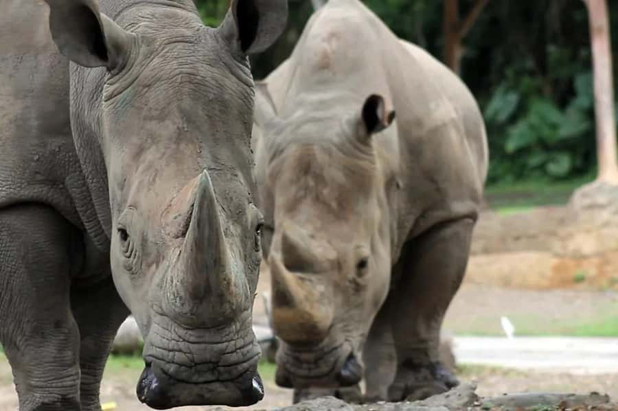 Bali: Safari Zoo and Ubud Palace and Market Day Tour - Bali Safari & Marine Park: close-up wildlife and the best kind of “wow”