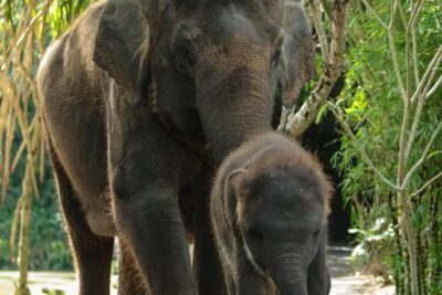 Bali Zoo: Behind Closed Doors Afternoon Safari Guided Tour - The smooth start: arriving by 3:00 PM and getting your bearings