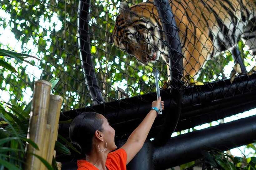 Bali Zoo: Behind Closed Doors Afternoon Safari Guided Tour - The part most people miss: what changes when night falls