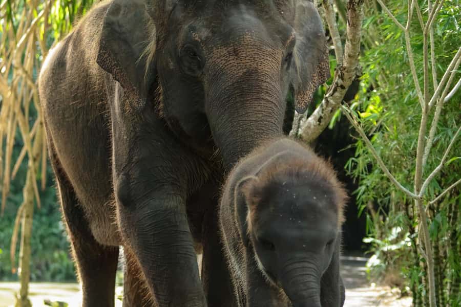 Bali Zoo: Behind Closed Doors Afternoon Safari Guided Tour - The smooth start: arriving by 3:00 PM and getting your bearings