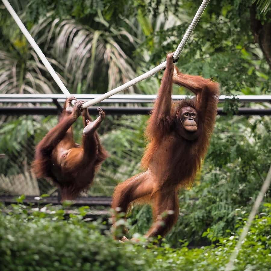 Bali Zoo: Breakfast with the Orangutans - Breakfast With Orangutans: What the Morning Actually Feels Like