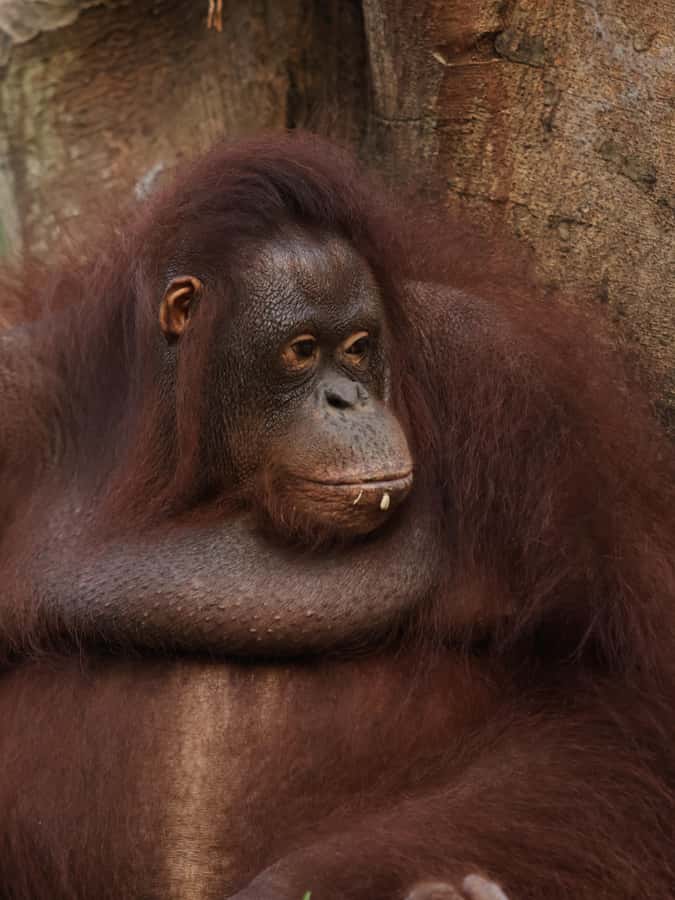 Bali Zoo: Breakfast with the Orangutans - Inside Bali Zoo: More Animals Than You Think You’ll See
