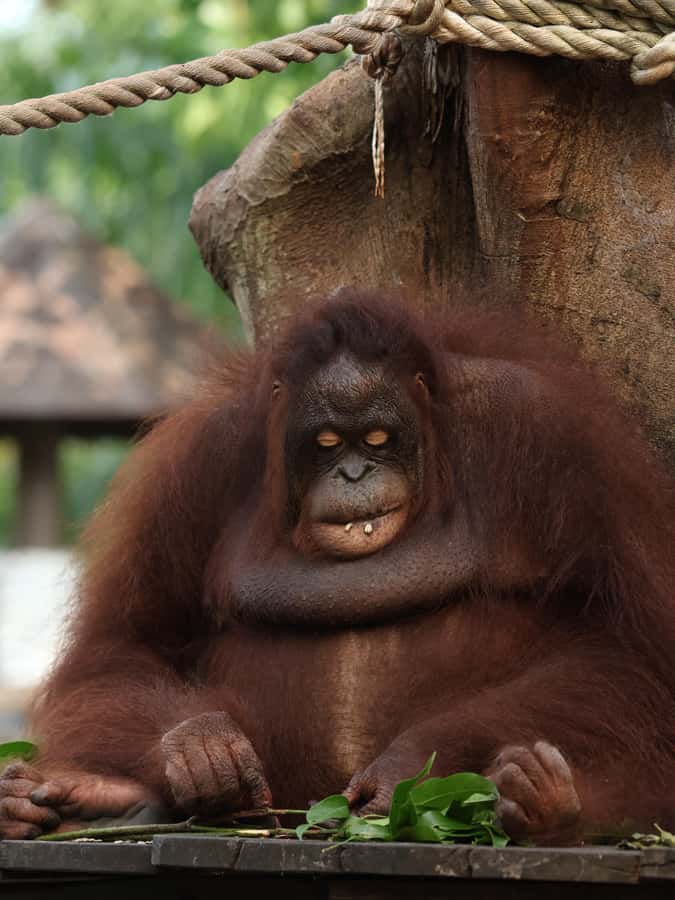Bali Zoo: Breakfast with the Orangutans - Who Should Book This, and Who Might Skip It