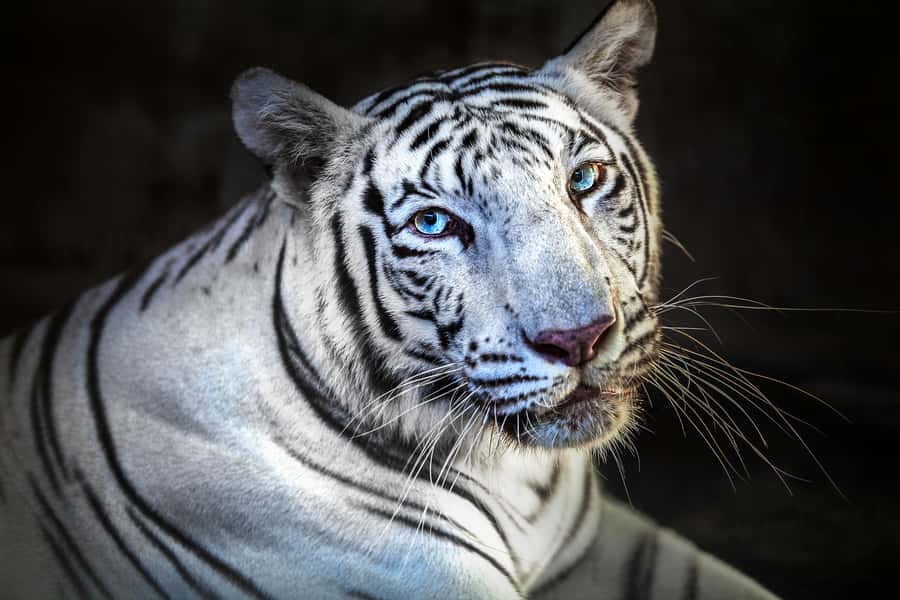 Bali Zoo Entrance Ticket - The Animal Lineup: What You Can Route Around