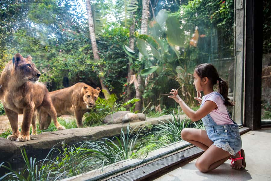Bali Zoo Entrance Ticket - Entering Bali Zoo: How to Think About Your Route