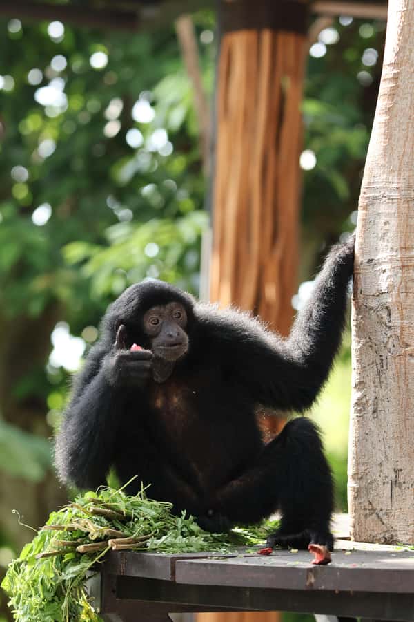Bali Zoo: Guided Breakfast With Observing Orangutans - Exotic Bird Show and Other Zoo Wildlife: What You See Beyond Orangutans