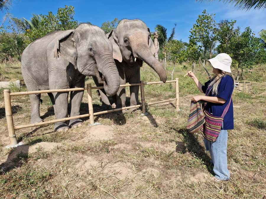 Bangkok: Elephant Sanctuary &Khao Kheow Open Zoo (Moodeng) - Lunch Break: Authentic Pad Thai That Keeps You Going