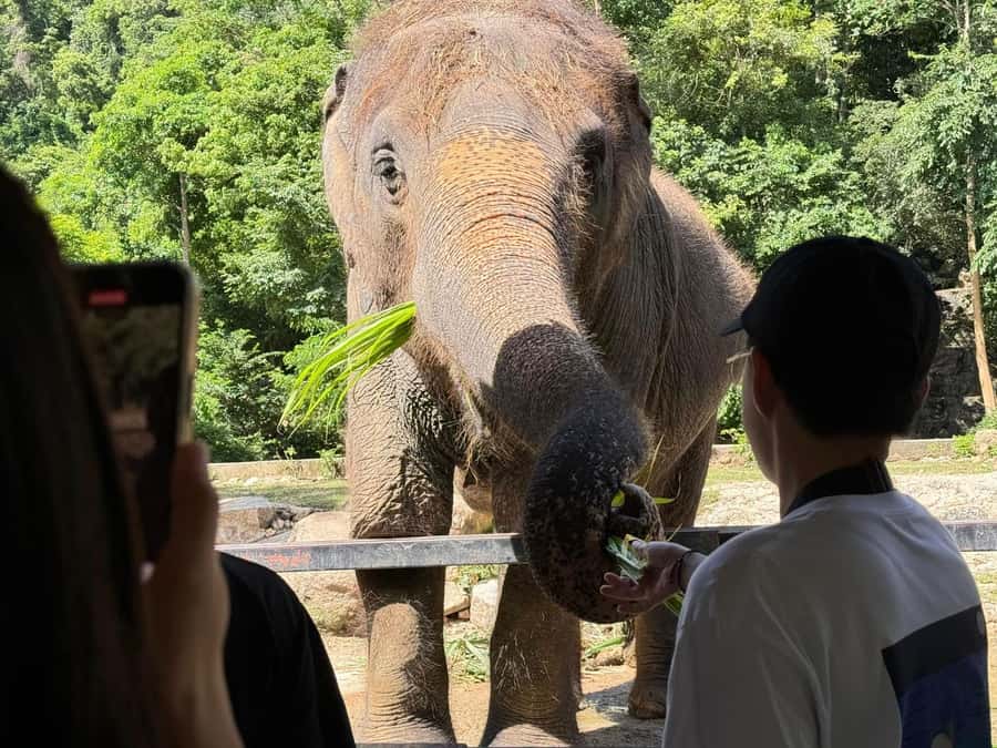 Bangkok: Elephant Sanctuary &Khao Kheow Open Zoo (Moodeng) - What You’ll Actually Do on This 9-Hour Schedule