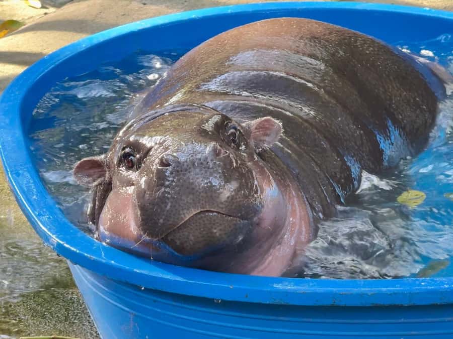 Bangkok: Elephant Sanctuary &Khao Kheow Open Zoo (Moodeng) - What to Pack: Simple Gear for Heat, Water, and Walking