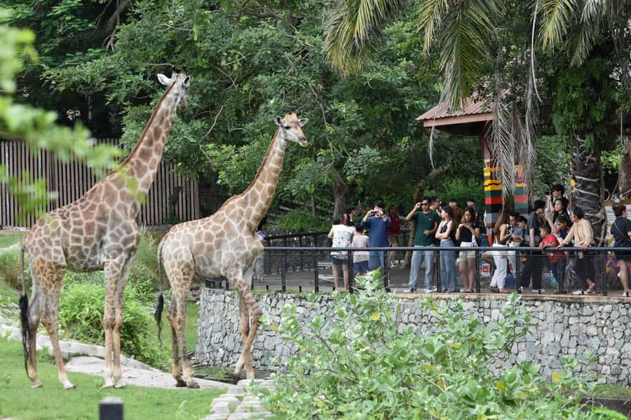 Bangkok: Elephant Sanctuary &Khao Kheow Open Zoo (Moodeng) - Price and Value: Is $140 Worth It?