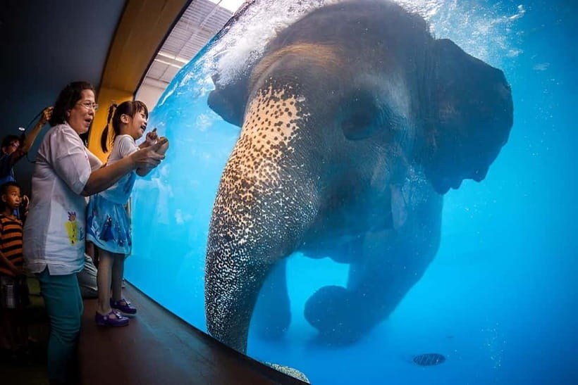 Bangkok/Pattaya: Khao Kheow Zoo Private Tour with Pickup - Why Khao Kheow Works Best as a Private Day Trip