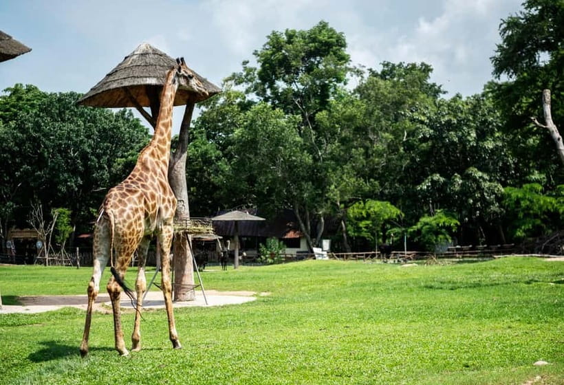 Bangkok/Pattaya: Khao Kheow Zoo Private Tour with Pickup - Pink Zone Ride: The Shortcut That Actually Changes How You See the Zoo