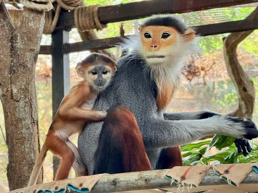 Bangkok/Pattaya: Khao Kheow Zoo Private Tour with Pickup - Moo Daeng and the Animal Highlights You Should Prioritize