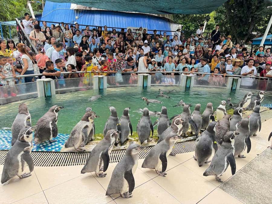 Bangkok to Moo Deng: Private Transfer To Khao Kheow Zoo - Private Bangkok to Moo Deng: What This Day Feels Like