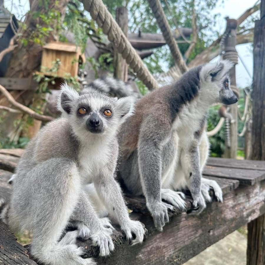 Bangkok to Moo Deng: Private Transfer To Khao Kheow Zoo - Arrival at Khao Kheow Open Zoo: More Room to Move