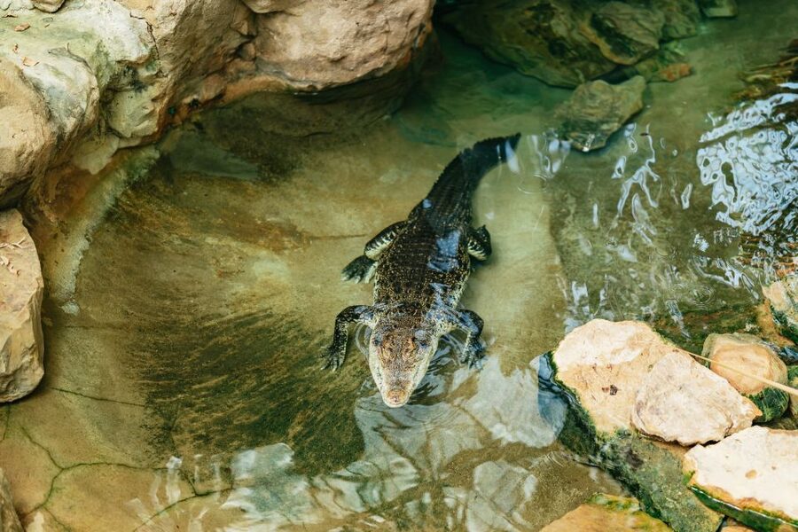 Barcelona: 1-Day Ticket to Barcelona Zoo - How long to budget: a flexible 1-day plan