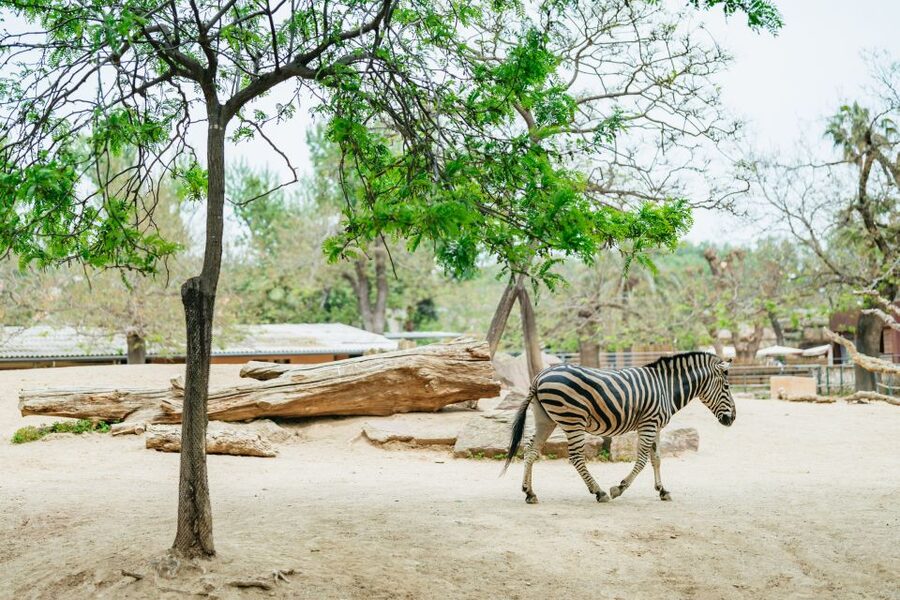 Barcelona: 1-Day Ticket to Barcelona Zoo - The walking layout: mostly flat, easy to pace