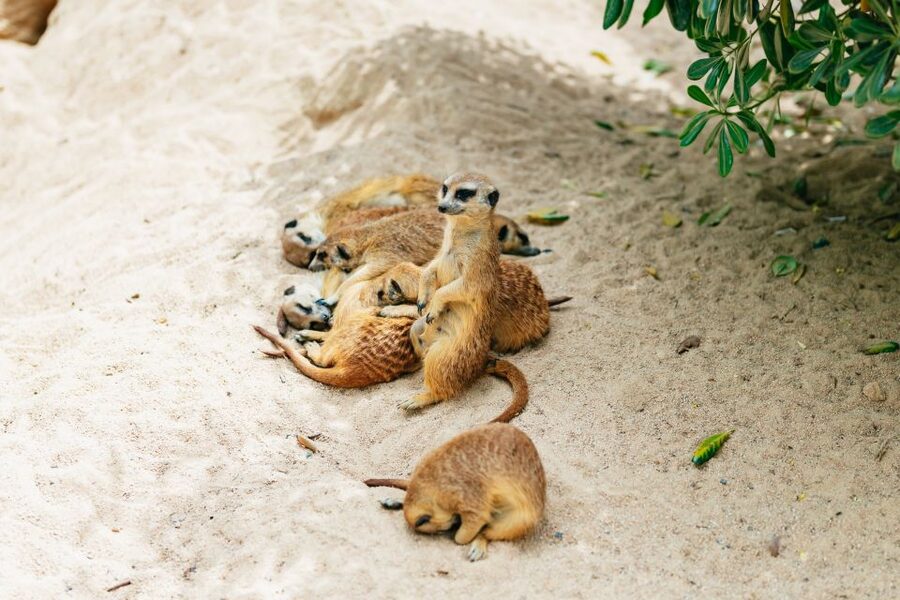 Barcelona: 1-Day Ticket to Barcelona Zoo - Food, cafés, bars, and restrooms: plan for limited openings