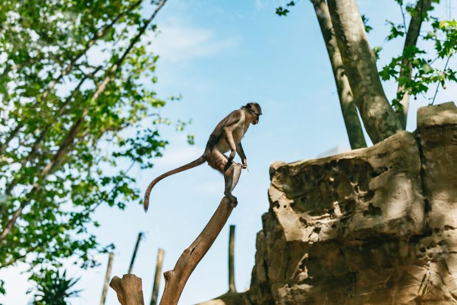 Barcelona: 1-Day Ticket to Barcelona Zoo - The zoo’s mission: information, research, and protecting endangered animals