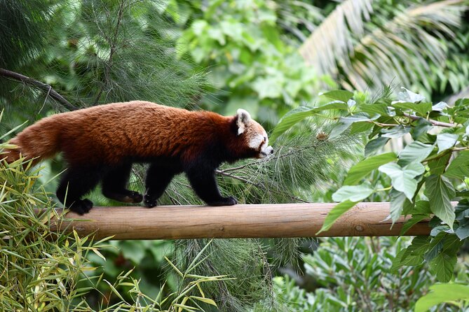 Barcelona Zoo Entrance Ticket - Key things to know before you go