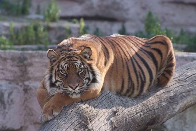 Barcelona Zoo Entrance Ticket - Parc de la Ciutadella: why the setting matters for your day