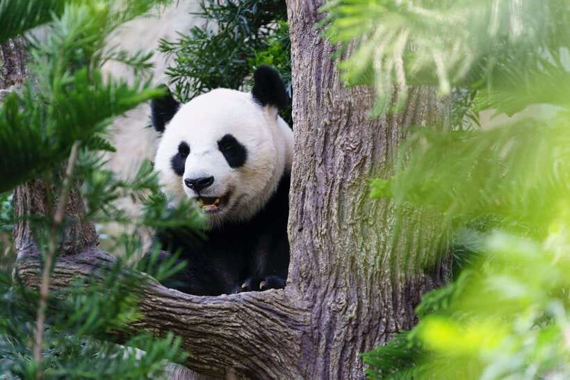 Beijing: Panda House Ticket (Zoo) new activities for 2026 - Key things to know before you go
