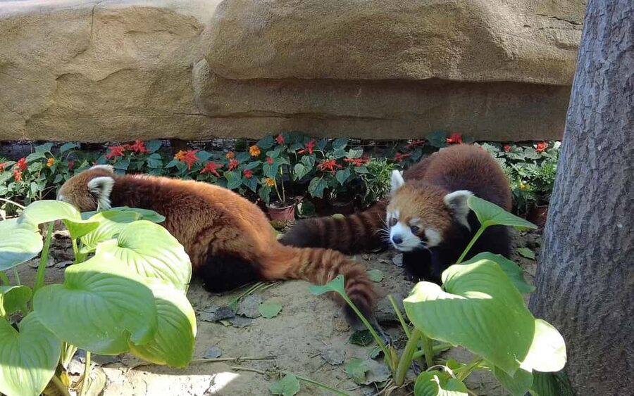 Beijing: Panda House Ticket (Zoo) new activities for 2026 - Panda House in Beijing Zoo: what this ticket really gives you