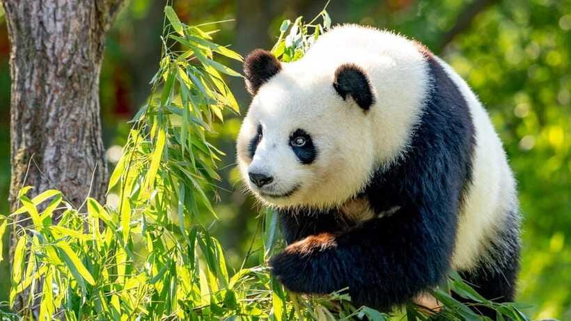 Beijing: Panda House Ticket (Zoo) new activities for 2026 - Who this is best for (and who should look elsewhere)
