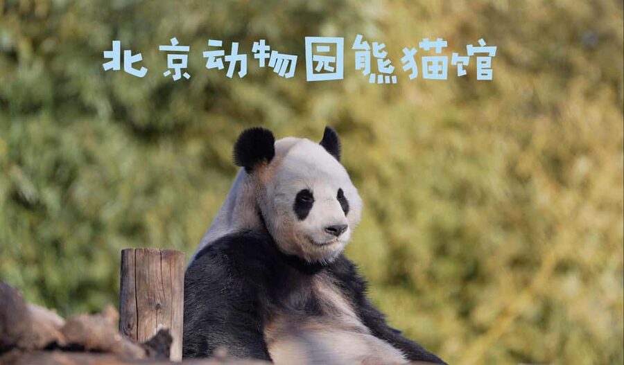 Beijing: Panda House Ticket (Zoo) new activities for 2026 - Animals worth planning around: pandas, golden snub-nosed monkeys, and more
