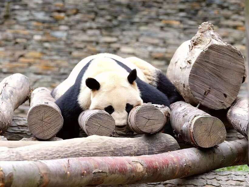 Beijing: The Beijing Zoo Entry Ticket with Pandas - Why This Beijing Zoo Ticket Feels Efficient (Even in a Big, Busy Park)
