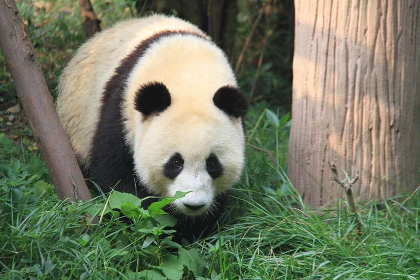 Beijing: The Beijing Zoo Entry Ticket with Pandas - Price and Value: Getting In for About $6