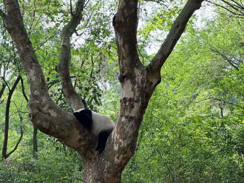Beijing: The Beijing Zoo Entry Ticket with Pandas - Beyond Pandas: The Zoo’s Real Mix of Animals