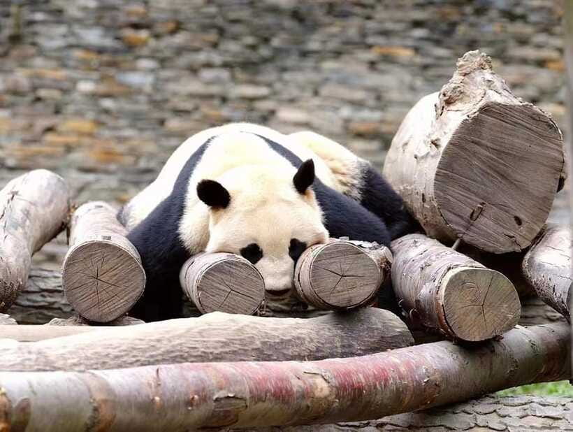Beijing: The Beijing Zoo Entry Ticket with Pandas - The Service Side: Fast Entry Beats Waiting Games