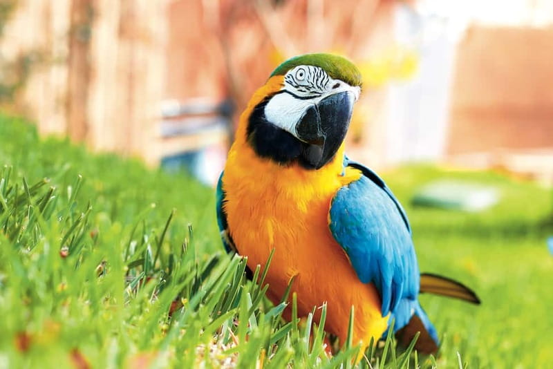 Benidorm: Mundomar Animal Park Entrance Ticket - Key things that make Mundomar worth your ticket