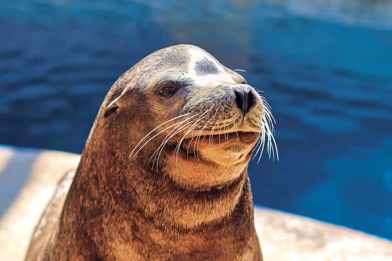Benidorm: Mundomar Animal Park Entrance Ticket - The dolphin show: the main event that people talk about