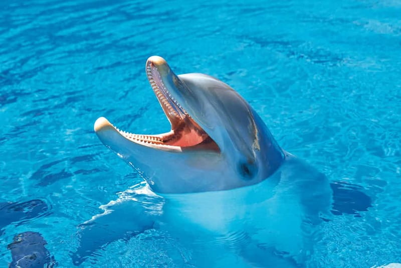 Benidorm: Mundomar Animal Park Entrance Ticket - Food, shops, and getting through the day with less stress