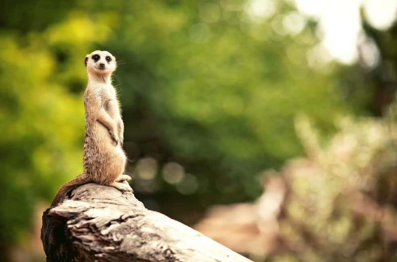 Benidorm: Mundomar Animal Park Entrance Ticket - Value for money: why $25 can feel like a bargain