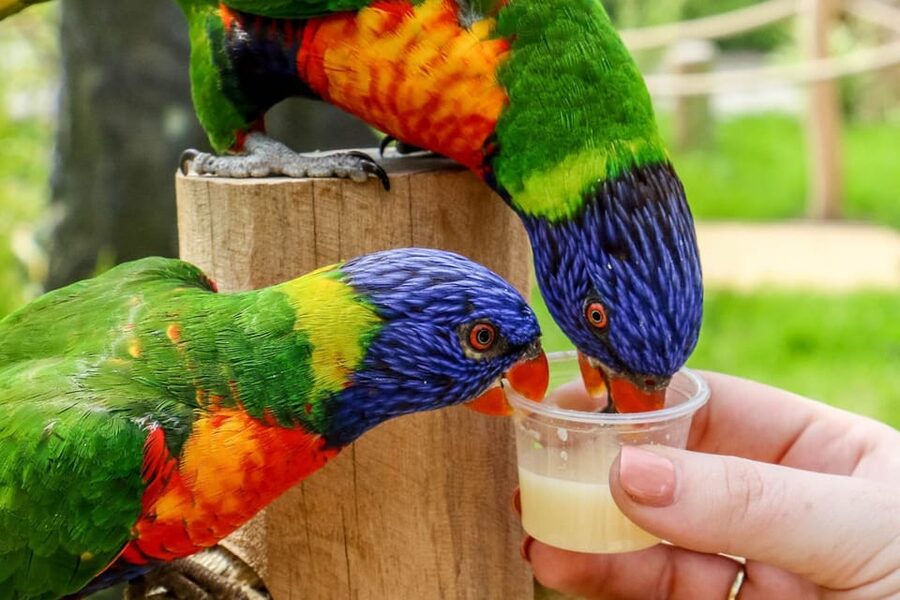 Blackpool: Zoo Admission Ticket - Should You Book Blackpool Zoo Admission?